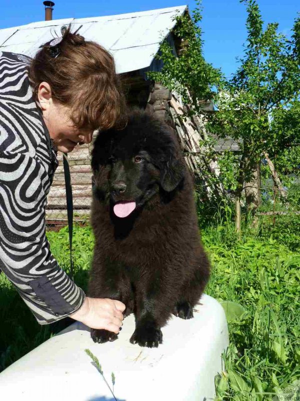 Фото: ньюфаундленд Интер Фоллоу зе Болл