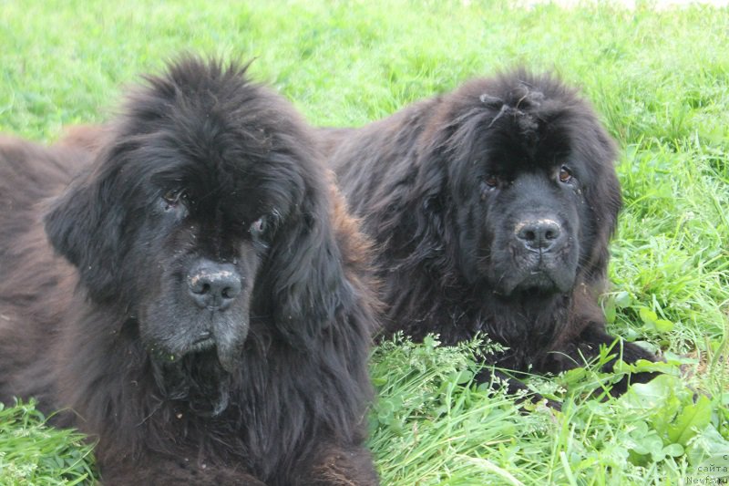 Фото: ньюфаундленд Очаровательна Леди от Сибирского Медведя (Ocharovatelnaya Lady ot Sibirskogo Medvedja), ньюфаундленд Гранд Бэби Ариадна