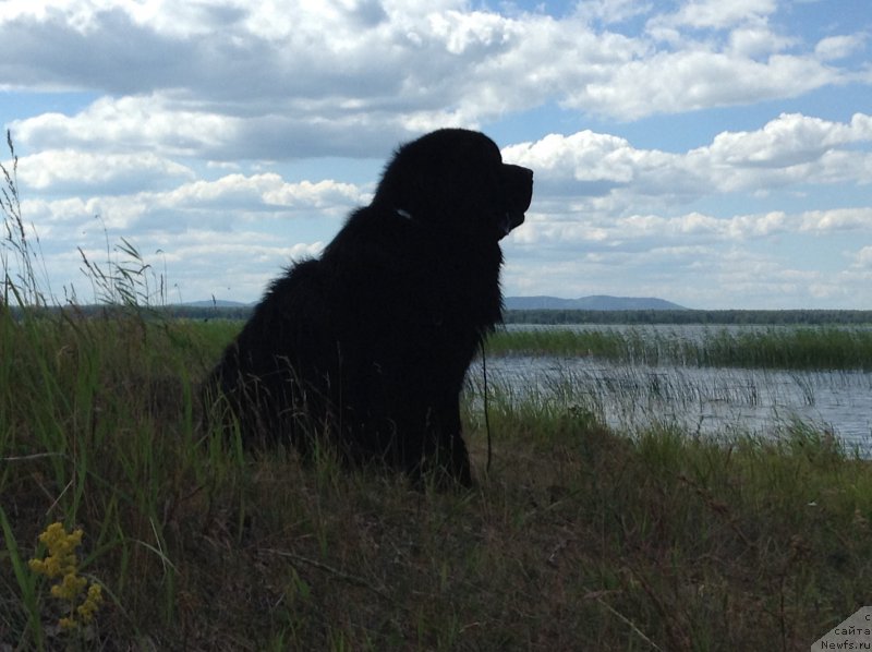 Фото: ньюфаундленд Аквиан Сонг Овер зе Юниверс