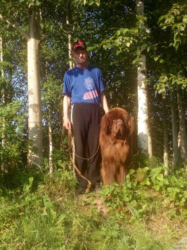 Фото: ньюфаундленд Браунблад МСК Сидни Свитин Санлайт