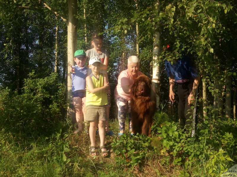 Фото: ньюфаундленд Браунблад МСК Сидни Свитин Санлайт