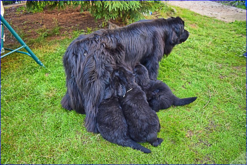 Фотография № 228289