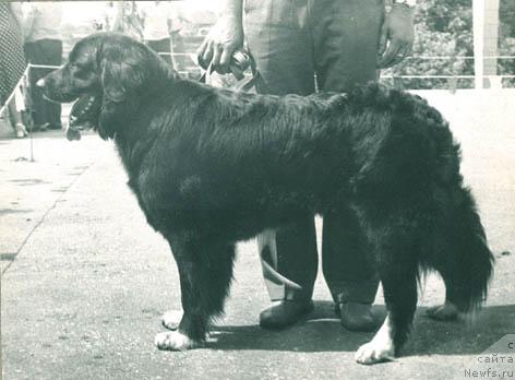 Фото: ньюфаундленд Цара