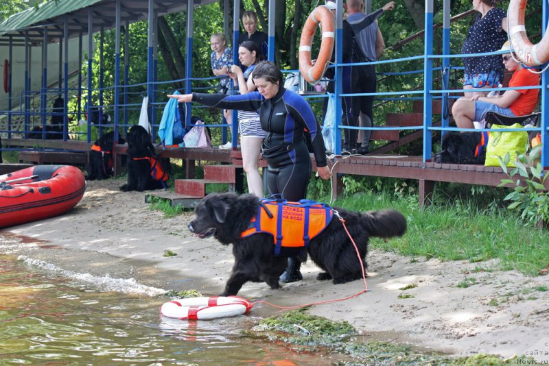 Фото: ньюфаундленд Ангел Хранитель Граффидд (Angel Khranitel Gruffidd)