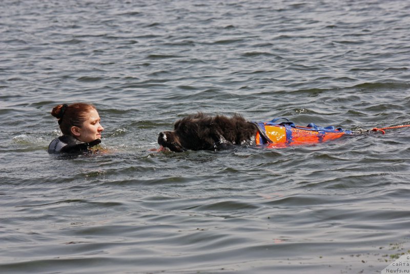 Фото: ньюфаундленд Ангел Хранитель Граффидд (Angel Khranitel Gruffidd)