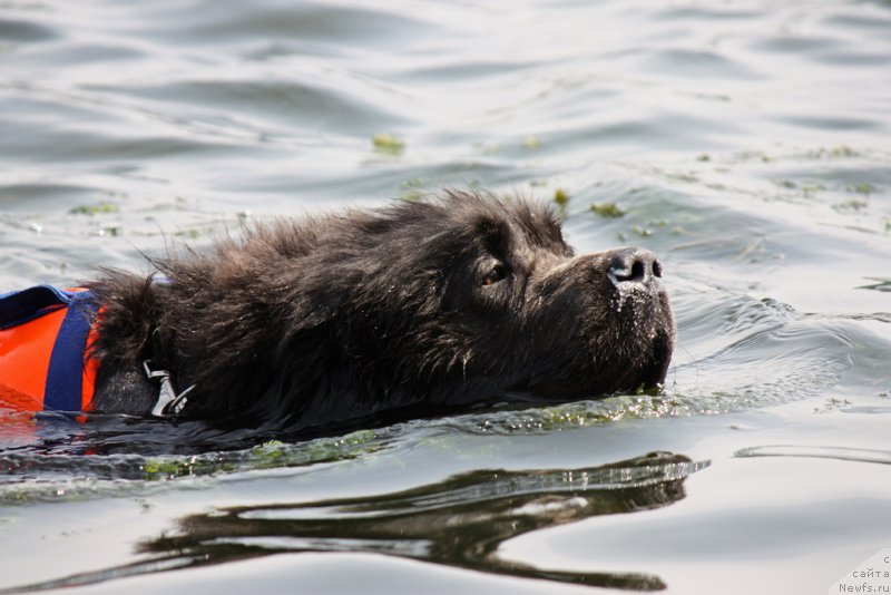 Фото: ньюфаундленд Ангел Хранитель Граффидд (Angel Khranitel Gruffidd)