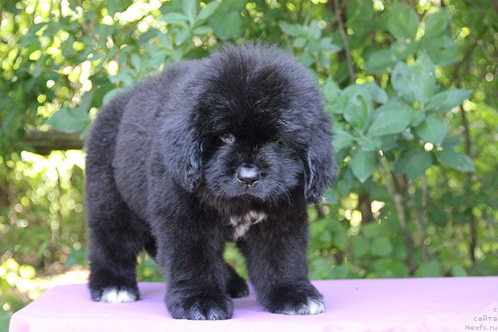 Фотография № 228326