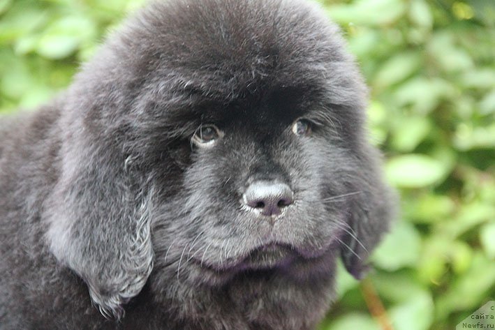 Фотография № 228334