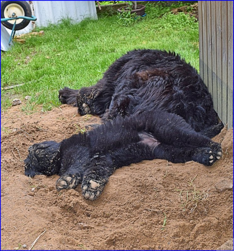 Фото: ньюфаундленд Treasure for Belkonder-Club Midnight Bear, и её дети
