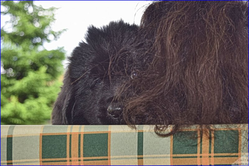 Фото: Анна Ковалёва, ньюфаундленд Treasure for Belkonder-Club Midnight Bear, и её дети