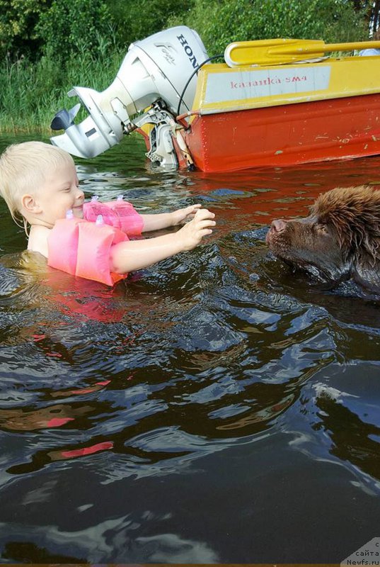 Фото: ньюфаундленд Браунблад МСК Двайт Гарнет