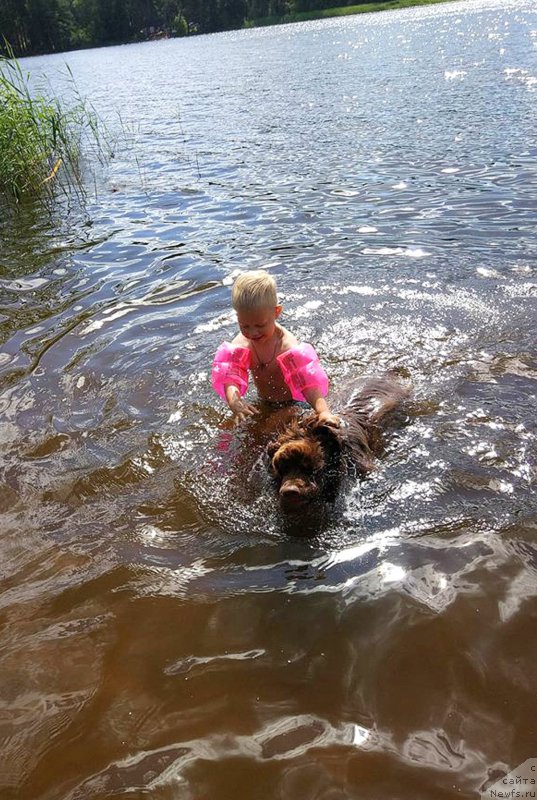 Фото: ньюфаундленд Браунблад МСК Двайт Гарнет
