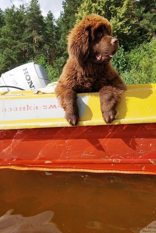 Фото: ньюфаундленд Браунблад МСК Двайт Гарнет