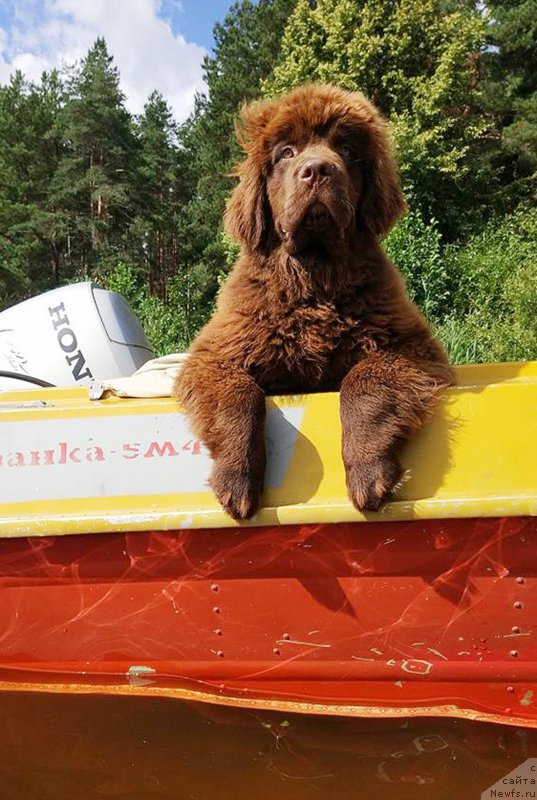 Фото: ньюфаундленд Браунблад МСК Двайт Гарнет