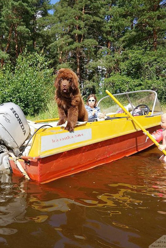 Фото: ньюфаундленд Браунблад МСК Двайт Гарнет