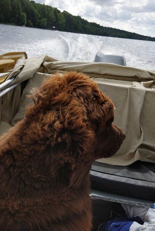 Фото: ньюфаундленд Браунблад МСК Двайт Гарнет