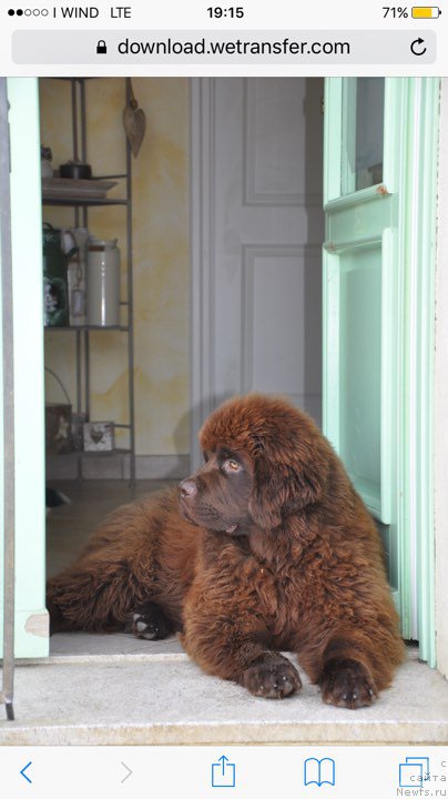 Фото: ньюфаундленд Браунблад МСК Джой Орсон