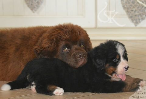 Фото: ньюфаундленд Браунблад МСК Джой Орсон