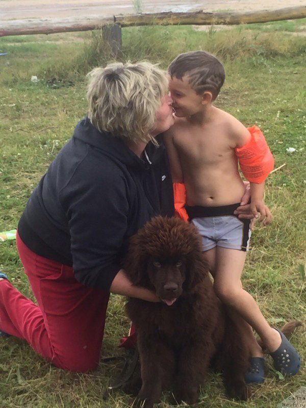 Фото: ньюфаундленд Браунблад МСК Донна Голди