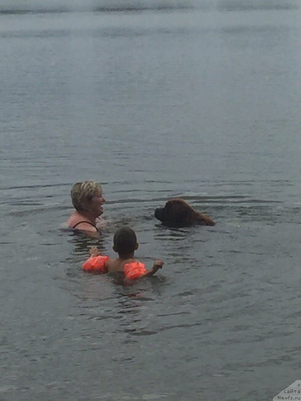 Фото: ньюфаундленд Браунблад МСК Донна Голди