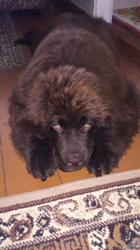 Фото: ньюфаундленд Браунблад МСК Донна Голди