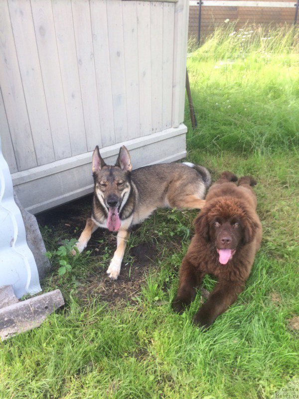 Фото: ньюфаундленд Браунблад МСК Джейн Венди