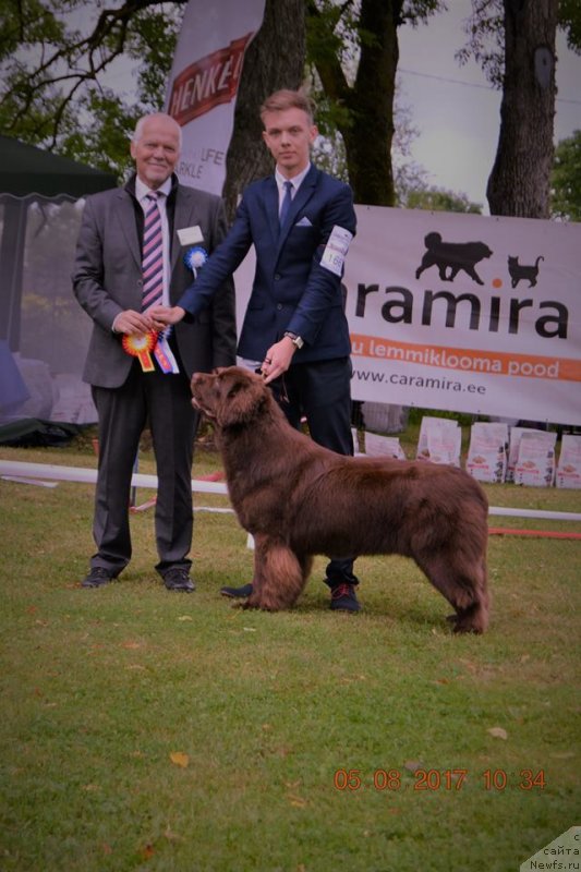 Фото: Judge: Gunnar Nymann (Denmark), ньюфаундленд Браунблад МСК Альпина Гуардиан Соул (Brownblood MSK Alpina Guardian Soul)