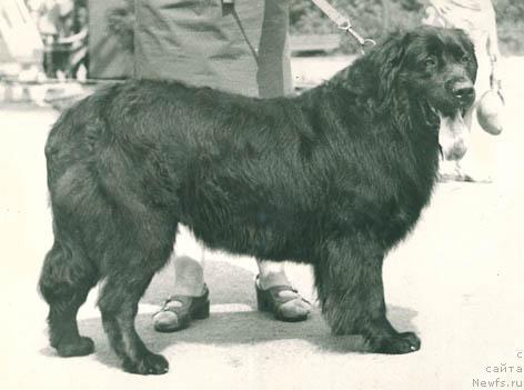 Фото: ньюфаундленд Герцед Флорида