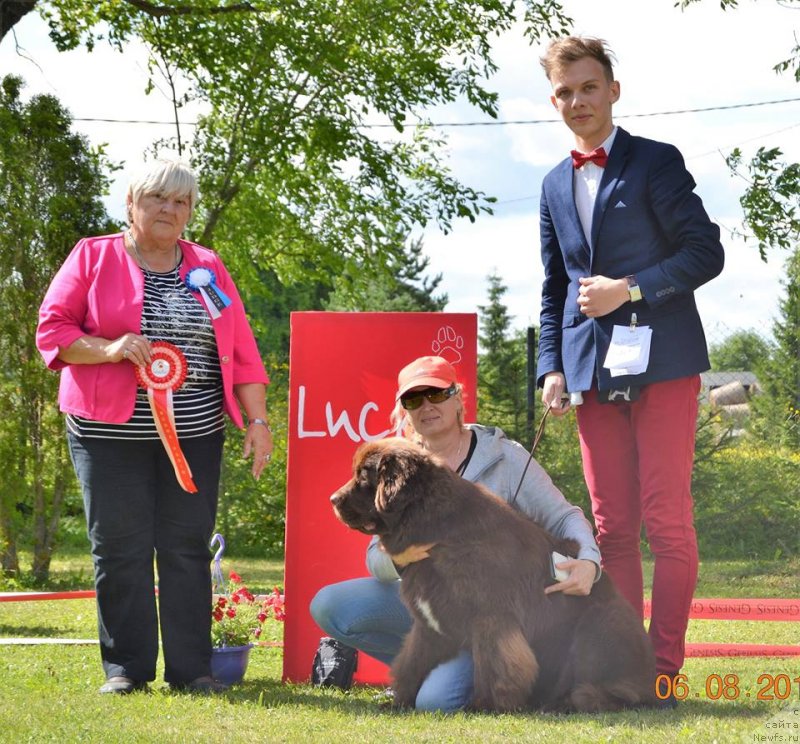 Фото: judge :Best group-2 - Olga Dolejsova. Czech Republic, ньюфаундленд Браунблад МСК Альпина Гуардиан Соул (Brownblood MSK Alpina Guardian Soul)