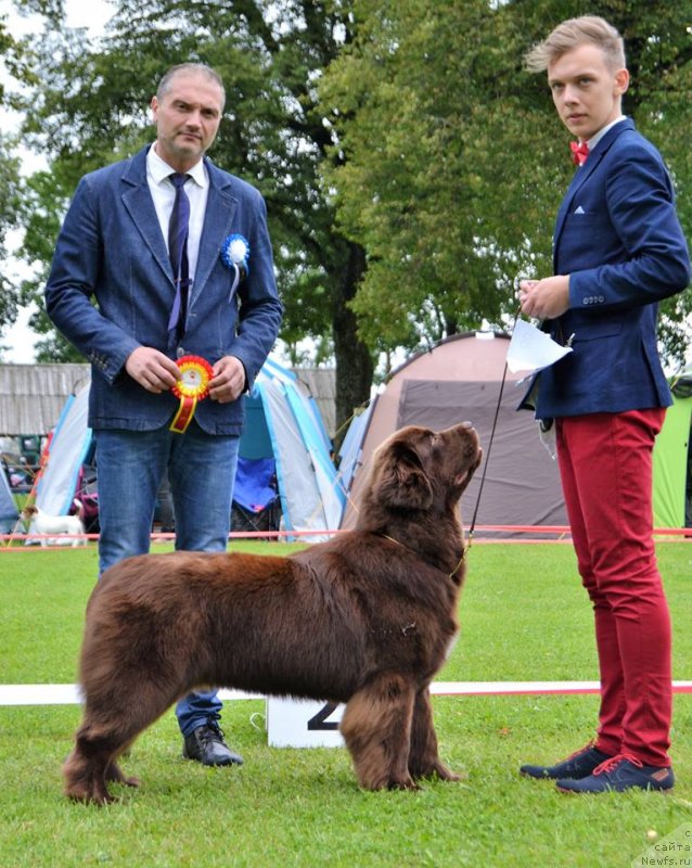 Фото: judge: AUGUSTIN lONESCU, Romania, ньюфаундленд Браунблад МСК Альпина Гуардиан Соул (Brownblood MSK Alpina Guardian Soul)