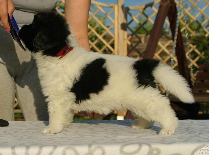 Фото: ньюфаундленд Сноу Викинг Бьюти