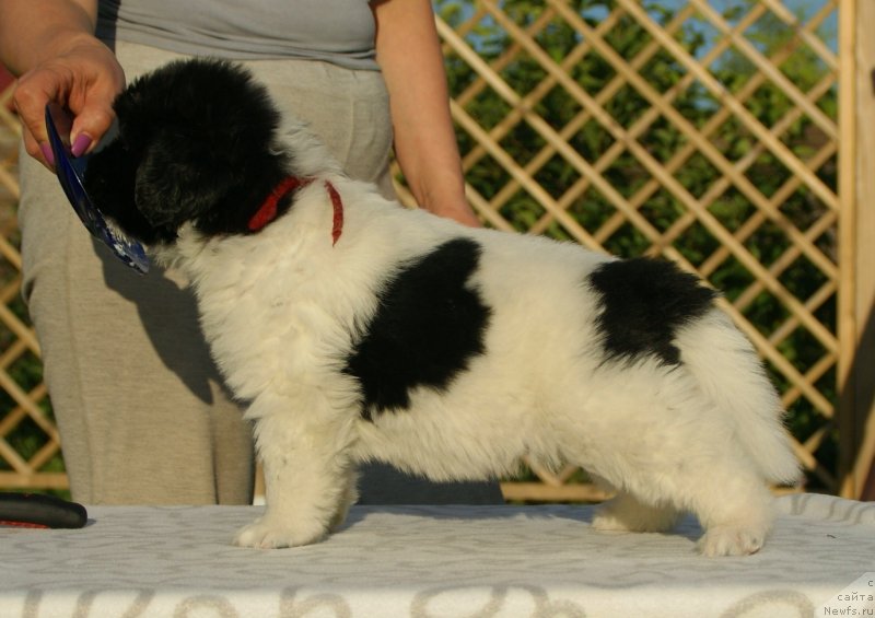 Фото: ньюфаундленд Сноу Викинг Бьюти