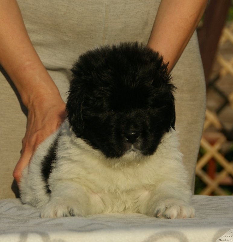 Фото: ньюфаундленд Сноу Викинг Бьюти