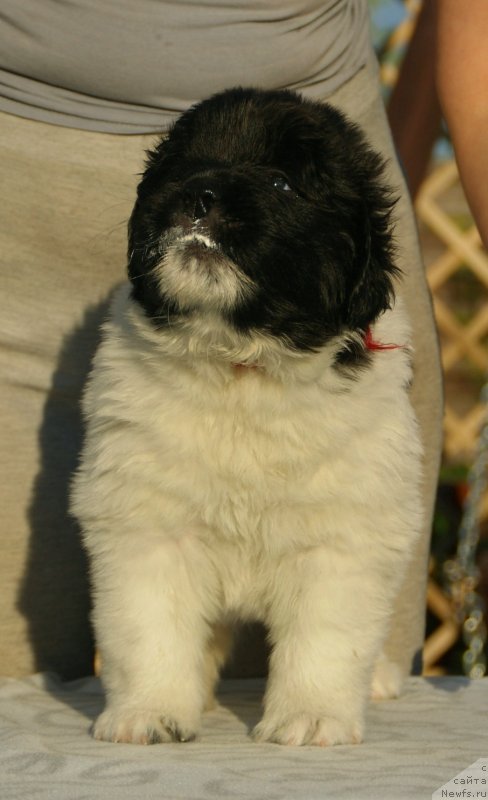 Фото: ньюфаундленд Сноу Викинг Бьюти