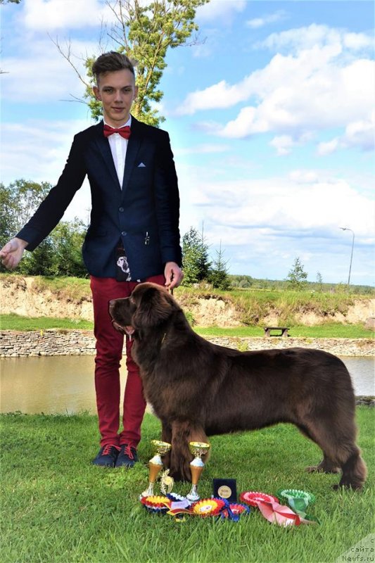 Фото: ньюфаундленд Браунблад МСК Альпина Гуардиан Соул (Brownblood MSK Alpina Guardian Soul)