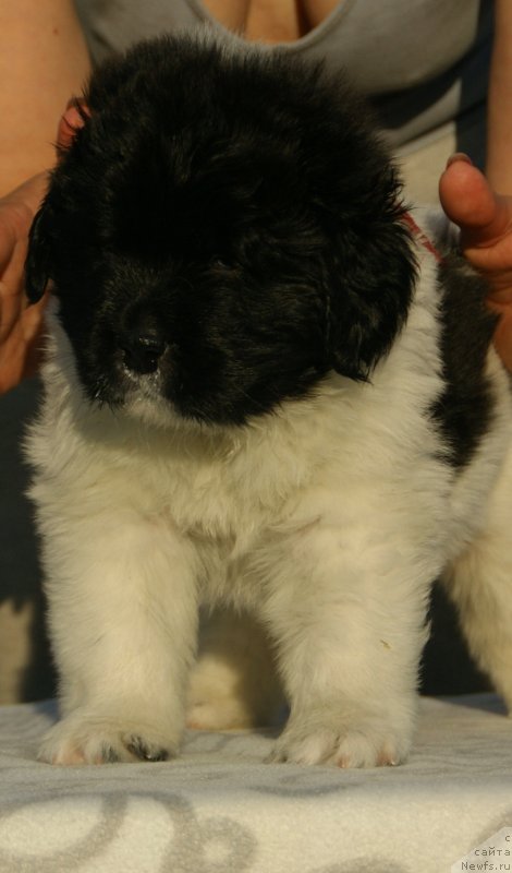 Фото: Сноу Викинг Бьюти