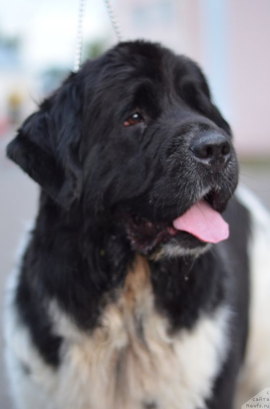 Фото: ньюфаундленд Сунну Сафранит Цитрине (Sunny Safranit Citrine)