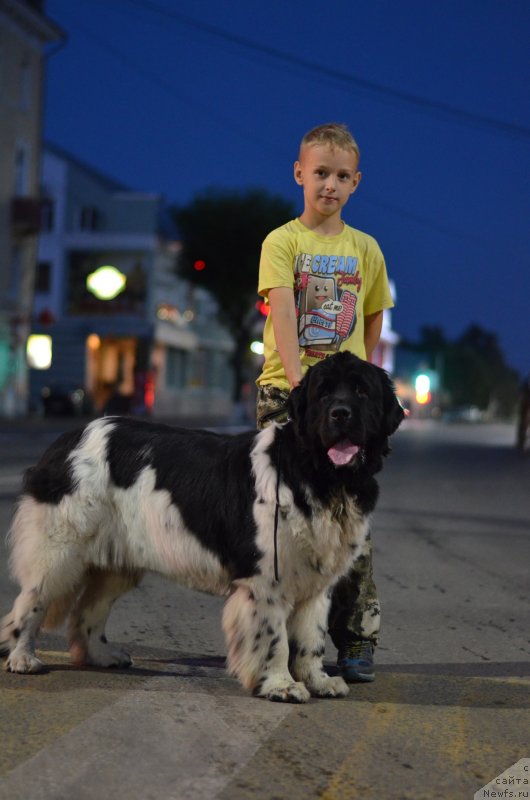 Фото: ньюфаундленд Сунну Сафранит Цитрине (Sunny Safranit Citrine)