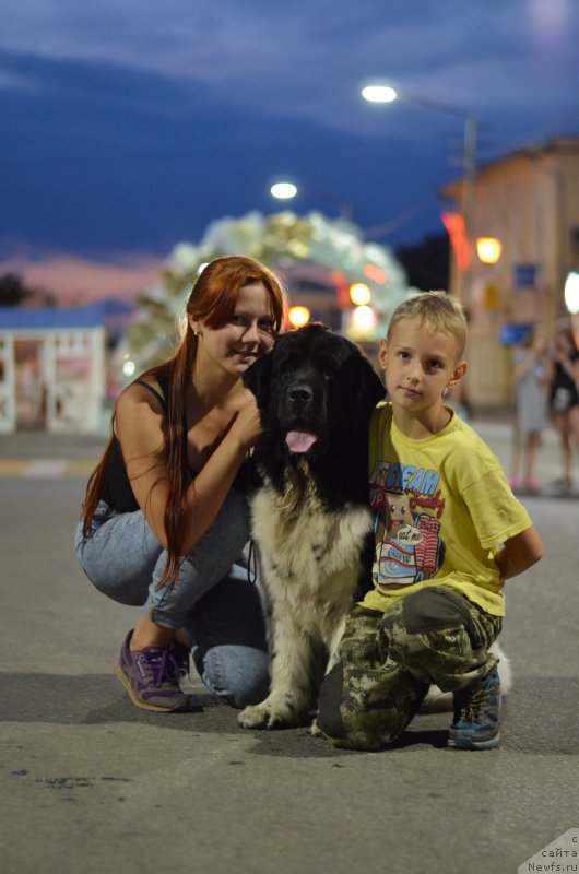 Фото: ньюфаундленд Сунну Сафранит Цитрине (Sunny Safranit Citrine)