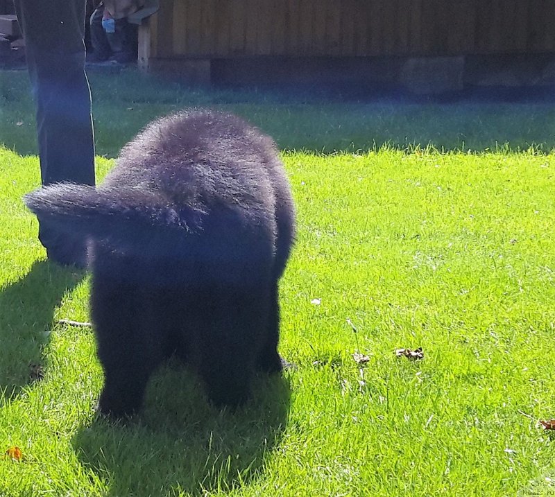 Фото: ньюфаундленд Хьюи Льюис Хэмилтон