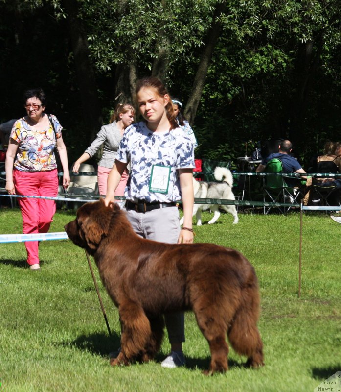Фото: ньюфаундленд Браунблад МСК Ауди Рэд Лэсс (Brownblood MSK Audi Red Less), Мария Шмелева