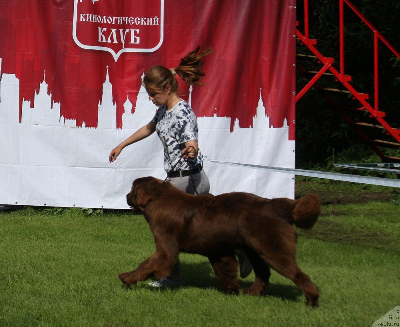 Фото: ньюфаундленд Браунблад МСК Ауди Рэд Лэсс (Brownblood MSK Audi Red Less), Мария Шмелева
