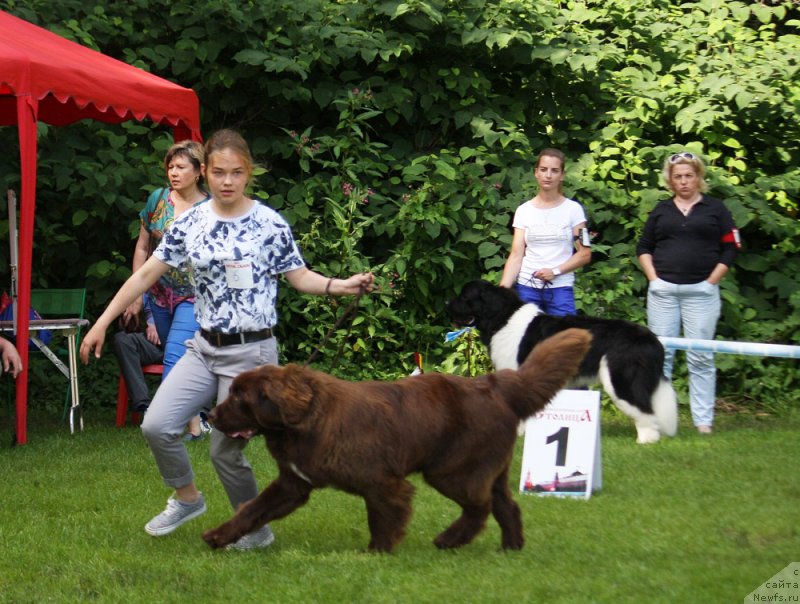 Фото: ньюфаундленд Браунблад МСК Ауди Рэд Лэсс (Brownblood MSK Audi Red Less), Мария Шмелева