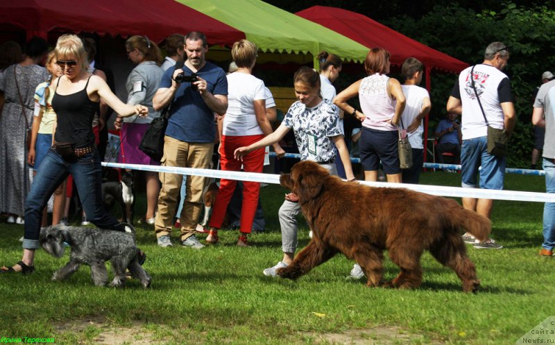 Фото: ньюфаундленд Чармер Денкам Бронз (Charmer Denkam Bronze)