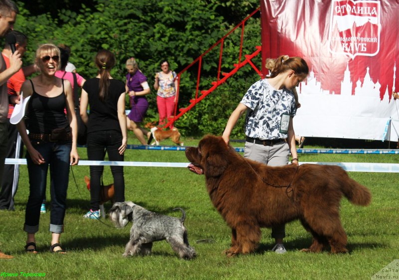 Фото: ньюфаундленд Чармер Денкам Бронз (Charmer Denkam Bronze)