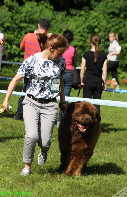 Фото: ньюфаундленд Чармер Денкам Бронз (Charmer Denkam Bronze)