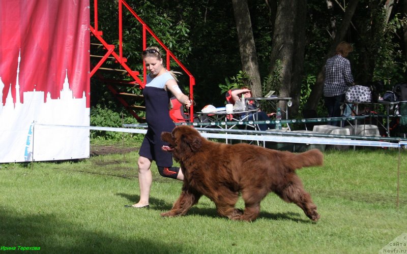 Фото: ньюфаундленд Чармер Денкам Бронз (Charmer Denkam Bronze)