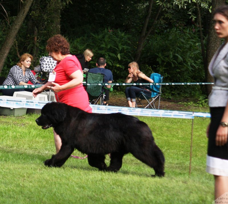 Фото: ньюфаундленд Мерседес Вялiкi Мядзведзь (Mercedes Vialiki Miadzvedz)