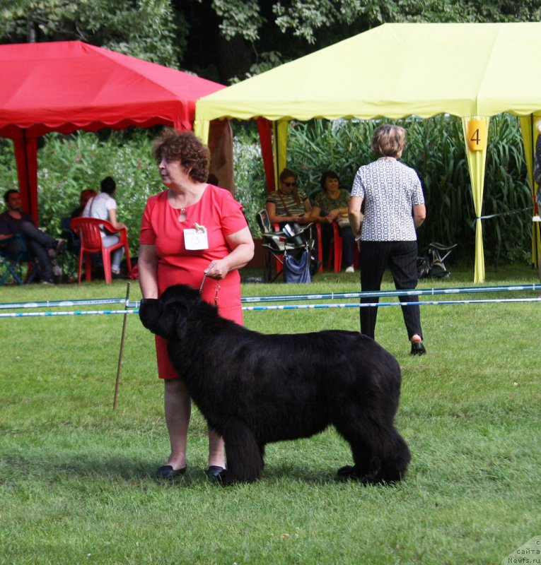 Фото: ньюфаундленд Мерседес Вялiкi Мядзведзь (Mercedes Vialiki Miadzvedz)
