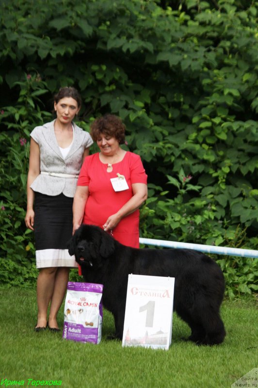 Фото: ньюфаундленд Мерседес Вялiкi Мядзведзь (Mercedes Vialiki Miadzvedz)